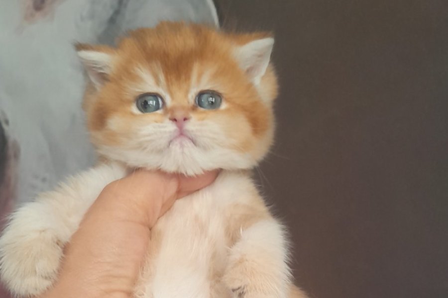 Muhtesem Şecereli Safkan Golden Bebeklerim 1
