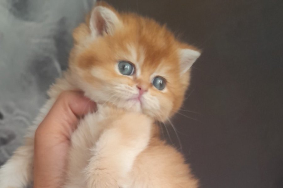 Muhtesem Şecereli Safkan Golden Bebeklerim 5