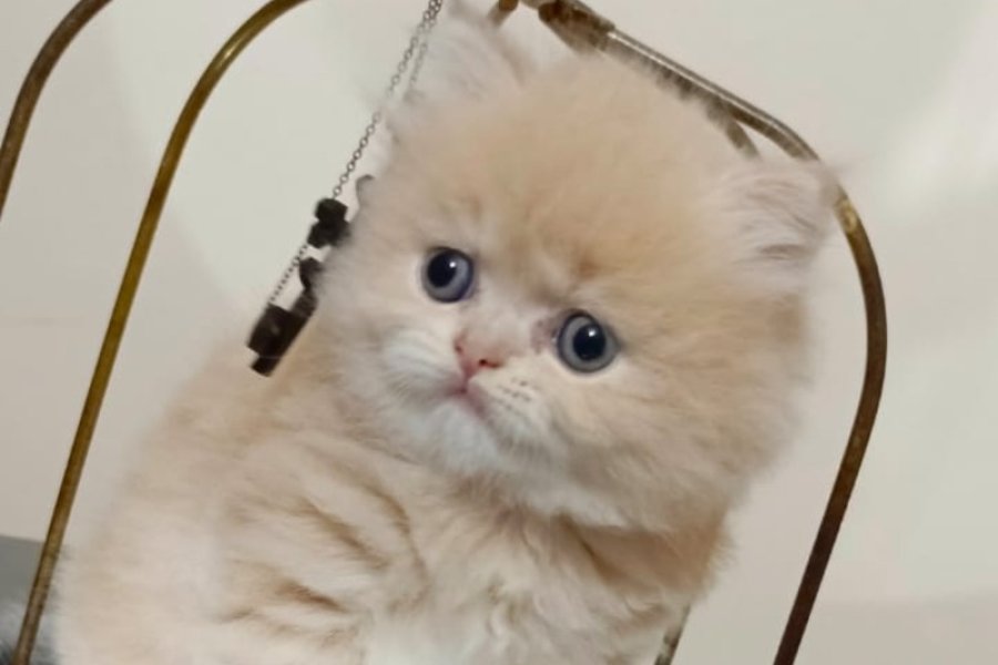 Muhtesem British Shorthair ve Longhair Bebeklerim 7
