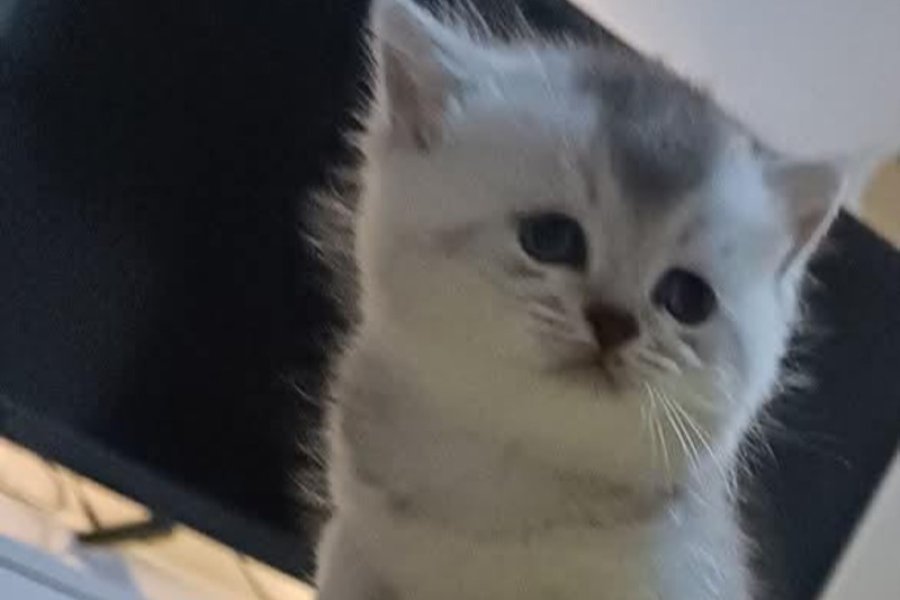Muhtesem British Shorthair ve Longhair Bebeklerim 3
