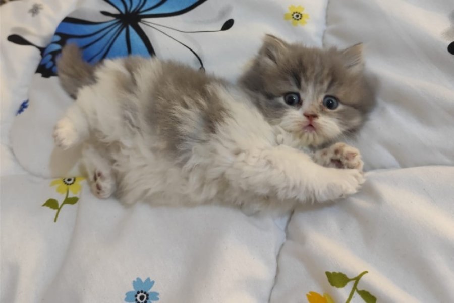 Muhtesem British Shorthair ve Longhair Bebeklerim 2