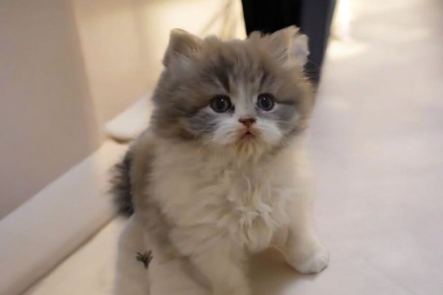 Muhtesem British Shorthair ve Longhair Bebeklerim 1