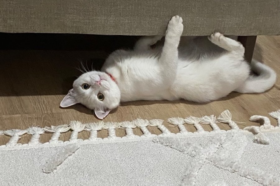 Kar Beyazı “Zeytin’e” yuva arıyoruz 1