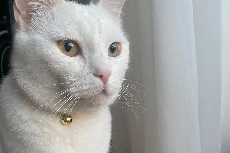 Kar Beyazı “Zeytin’e” yuva arıyoruz 3
