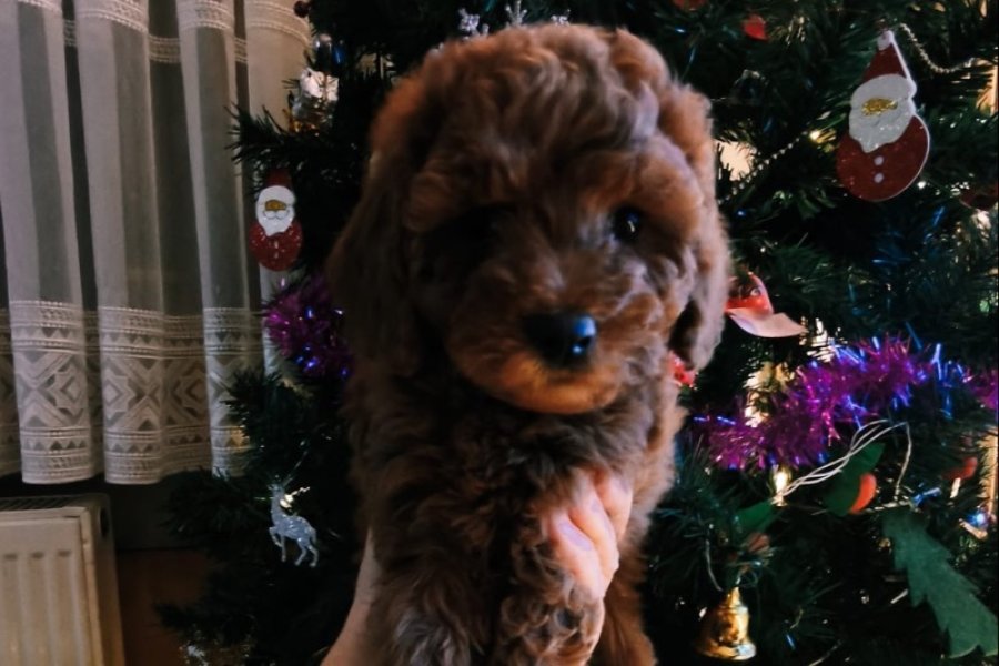 Safkan toy poodle bebeklerimiz 1