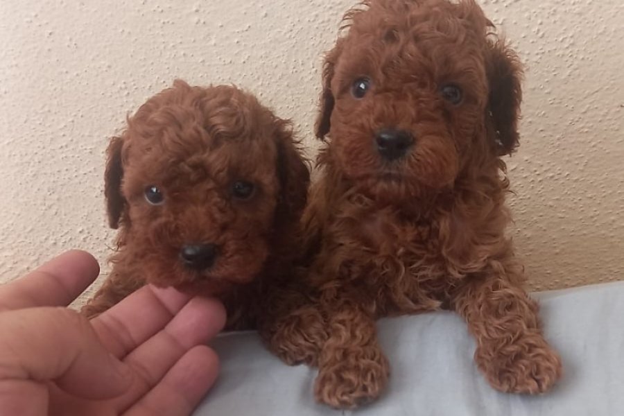 Safkan toy poodle bebeklerimiz 2
