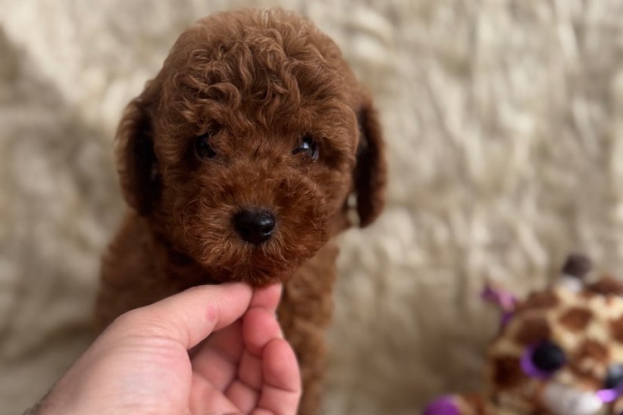 Kore babadan toy poodle bebeklerim 1