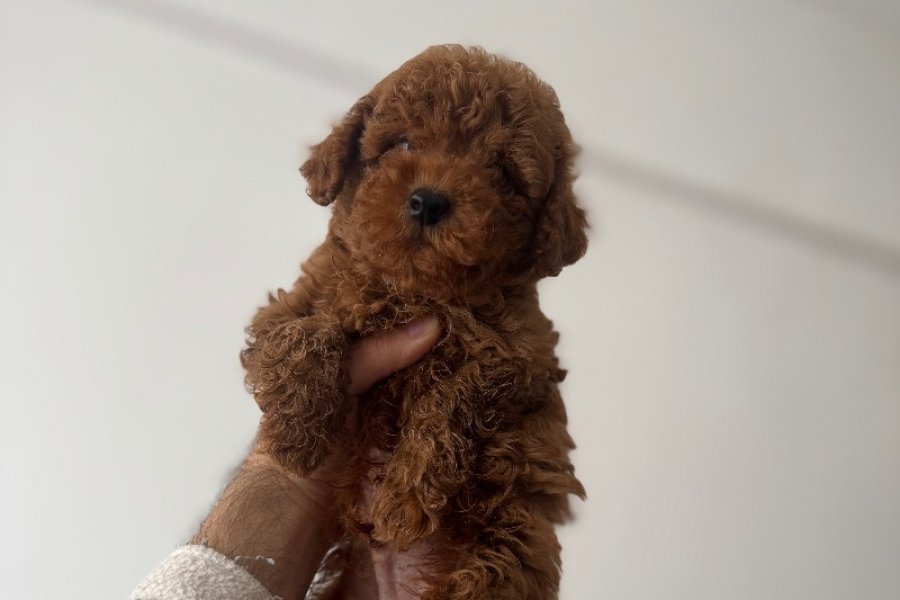 Kore babadan toy poodle bebeklerim 2