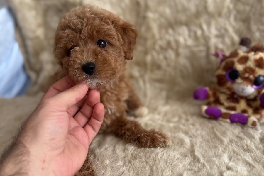 Kore babadan toy poodle bebeklerim 3