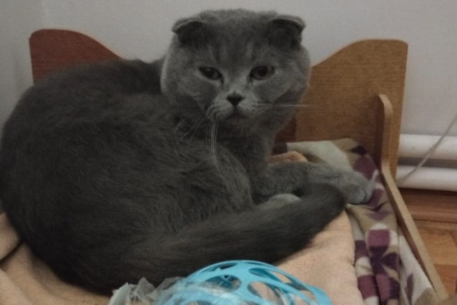 Safkan Scottish Fold Sevimli Erkek Kedicik 2