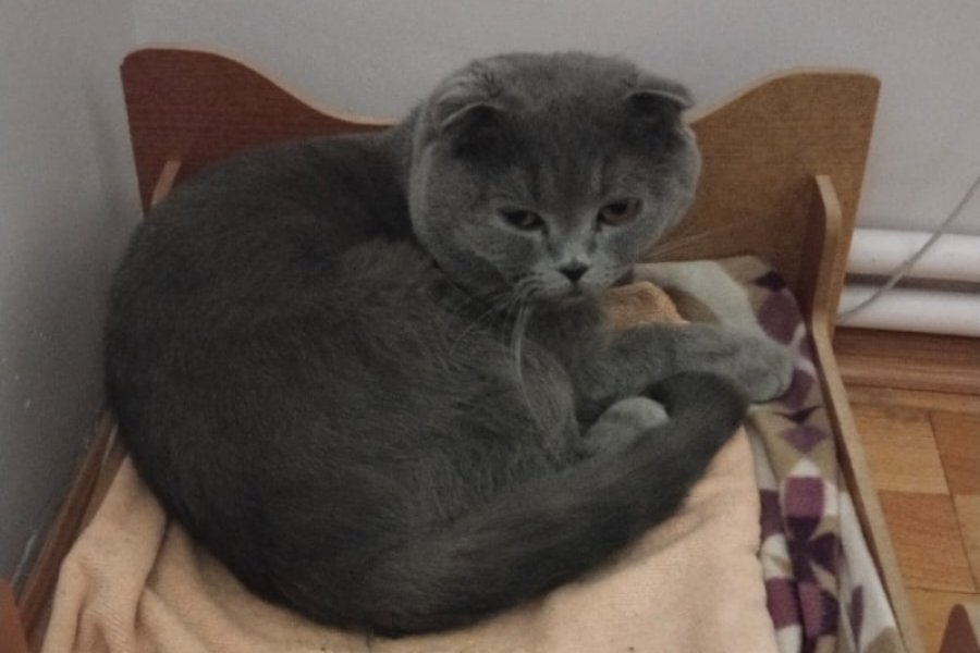 Safkan Scottish Fold Sevimli Erkek Kedicik 1
