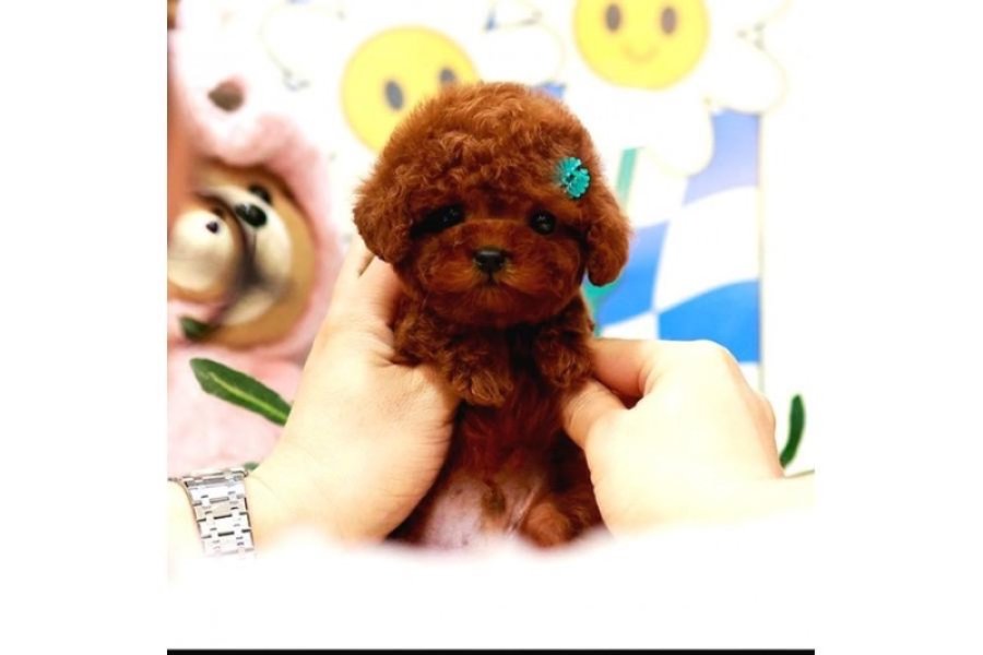 Dünya güzeli toy poodle bebişler 1