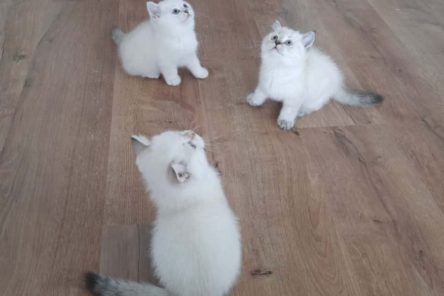 Kedi sahiplendirme 1