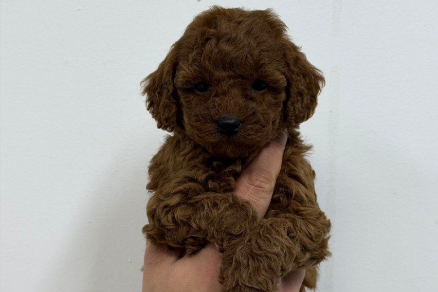 KORE MALTİPOO 1