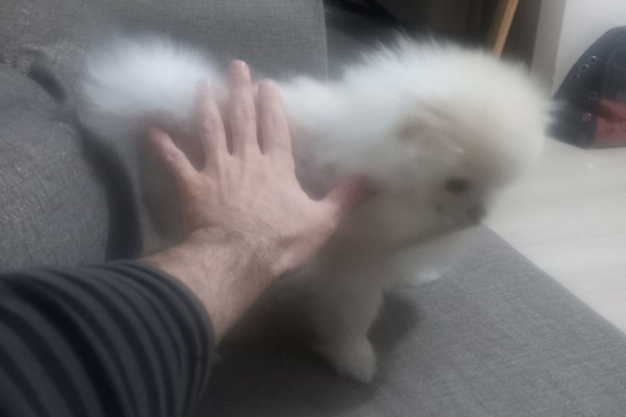 Teacup Kore Pomeranian Boo Fendi, Gelin Adaylarını Arıyor! 5