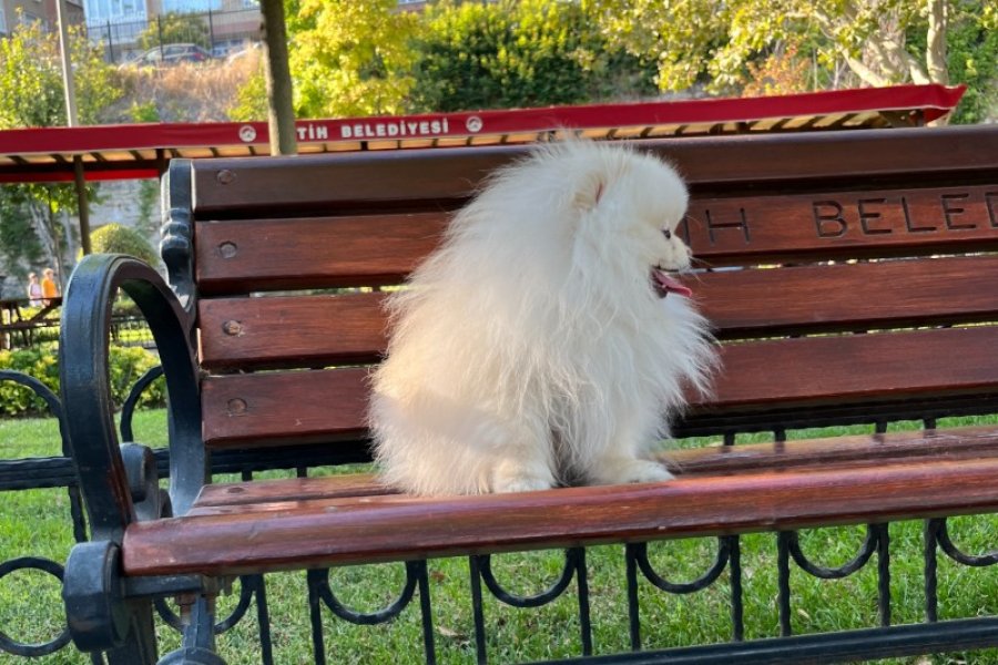 Teacup Kore Pomeranian Boo Fendi, Gelin Adaylarını Arıyor! 2