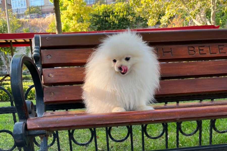 Teacup Kore Pomeranian Boo Fendi, Gelin Adaylarını Arıyor! 3