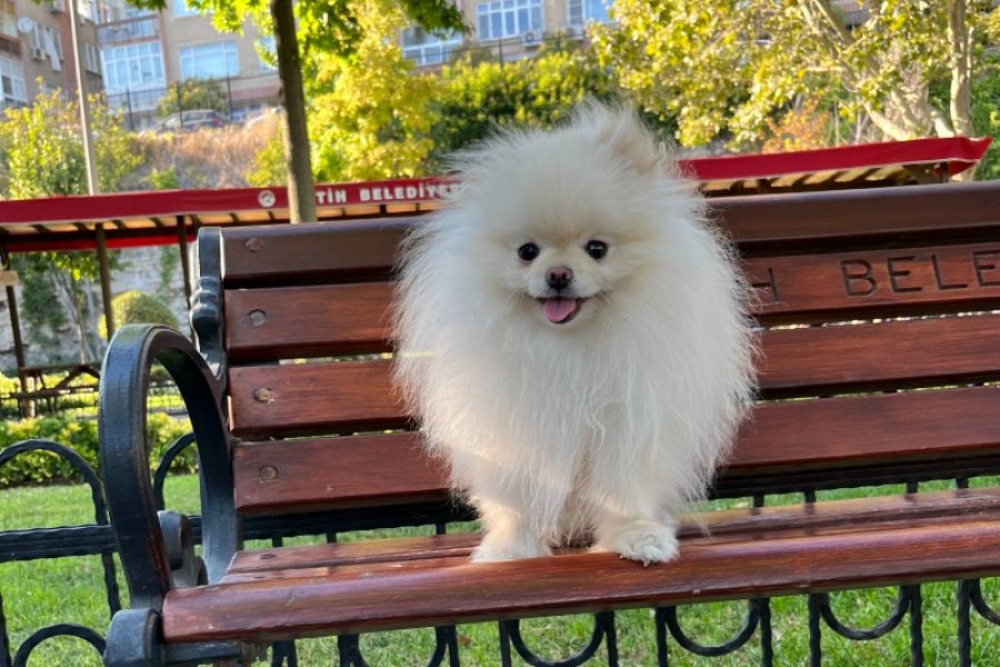 Teacup Kore Pomeranian Boo Fendi, Gelin Adaylarını Arıyor! 1