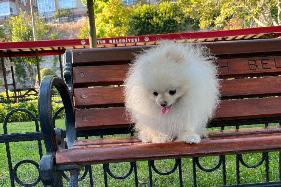Teacup Kore Pomeranian Boo Fendi, Gelin Adaylarını Arıyor! 4