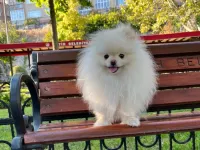 Teacup Kore Pomeranian Boo Fendi, Gelin Adaylarını Arıyor!