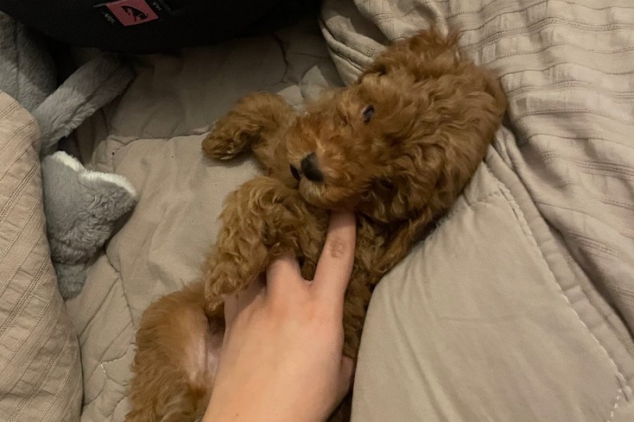 Sevimli ve Safkan Toy Poodle Yavrumuz 1