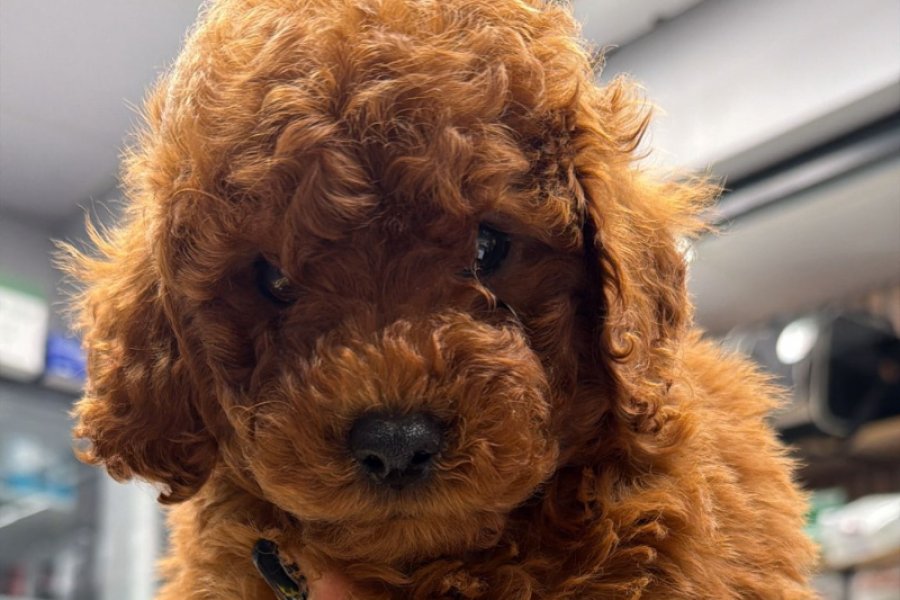Saf 2.5 aylık toy poodle 2