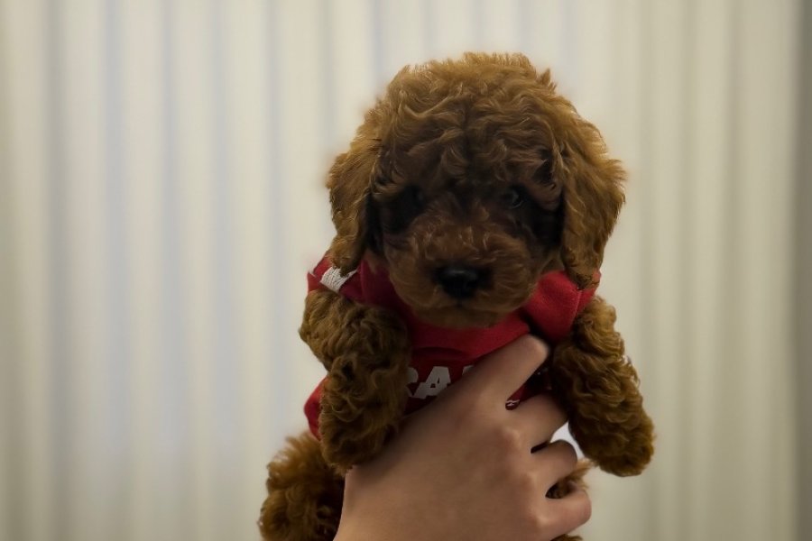 Saf 2.5 aylık toy poodle 1