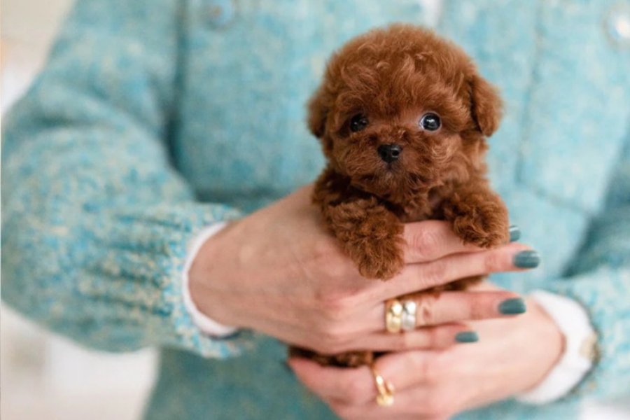 MAYA KIZIMIZIN MÜKEMMEL YAVRUSU TOY POODLE 1
