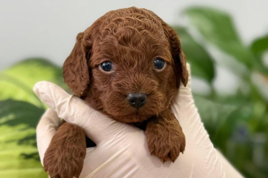 İSTANBULUN EN GÖZDE TOY POODLE BEBEKLERİ 2