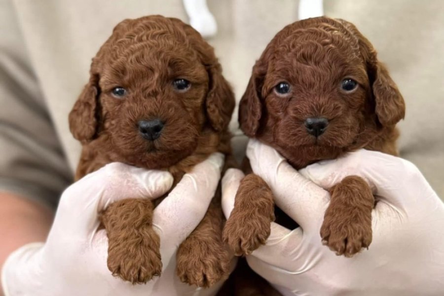 İSTANBULUN EN GÖZDE TOY POODLE BEBEKLERİ 1