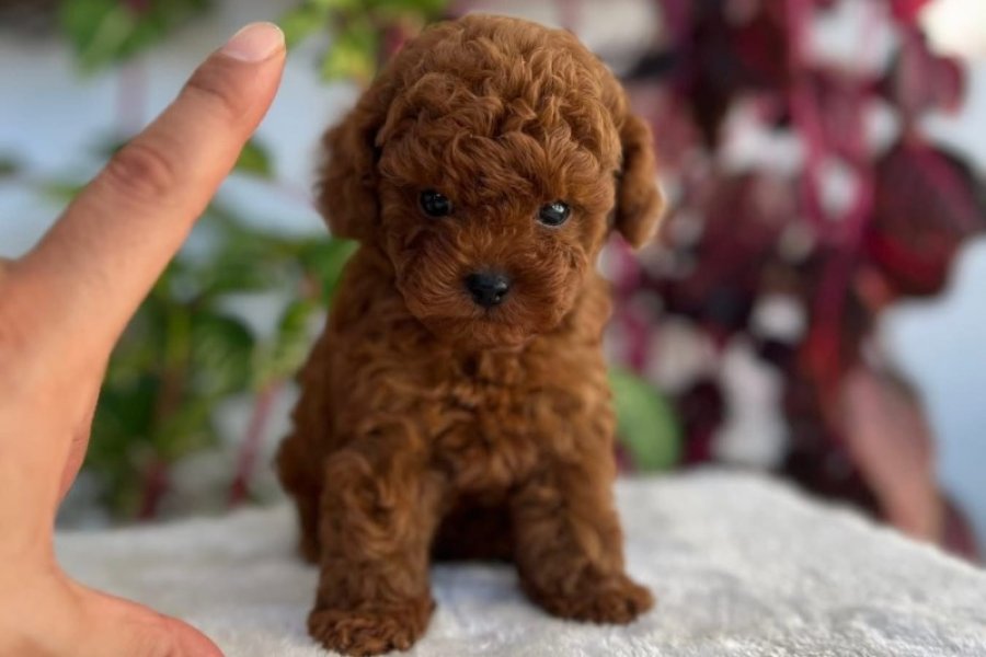 Safkan Toy Poodle Yavrumuz, Sevecen ve Enerjik 2