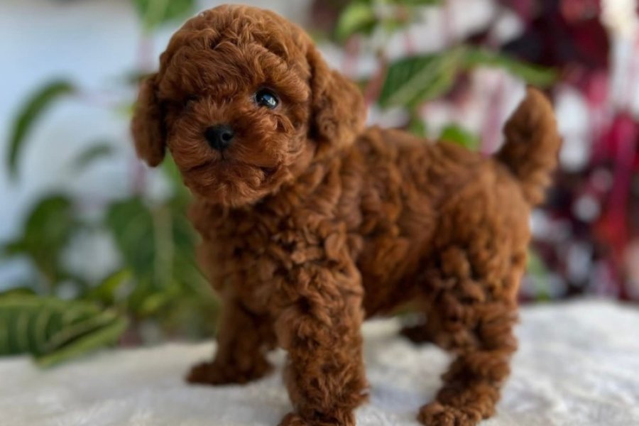 Safkan Toy Poodle Yavrumuz, Sevecen ve Enerjik 1