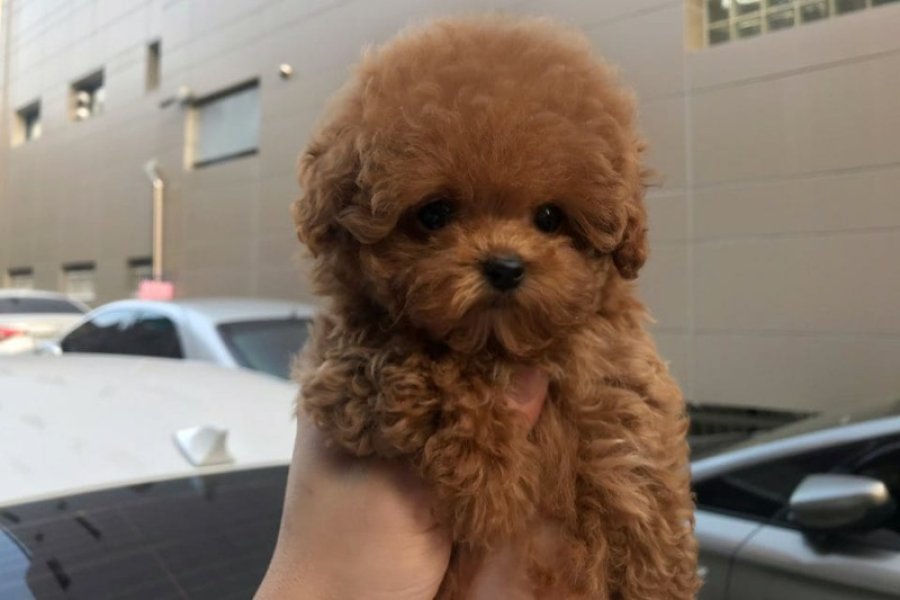 MAYA KIZIMIZIN MÜKEMMEL YAVRUSU TOY POODLE 1