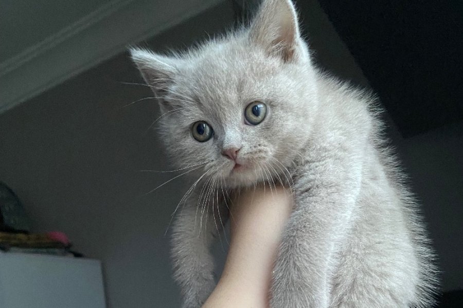 Sevimli British Shorthair Yavrumuz Sizi Bekliyor! 1