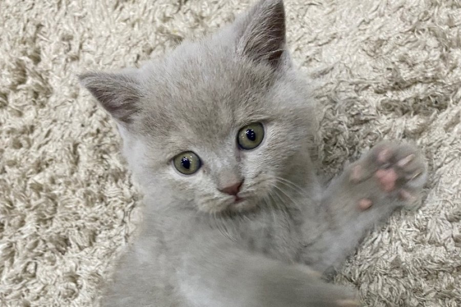 Sevimli British Shorthair Yavrumuz Sizi Bekliyor! 2