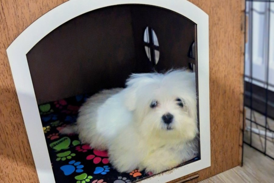 4 aylik morkie dünya tatlısı yavru 1