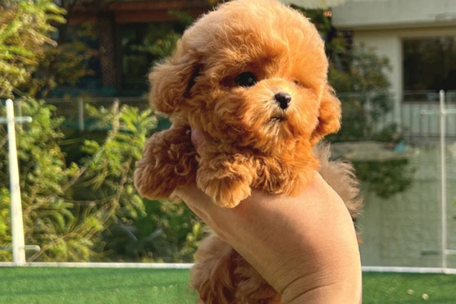 ÇOCUKLARIN MUTLULUĞU TOY POODLE BEBEKLERİM 1