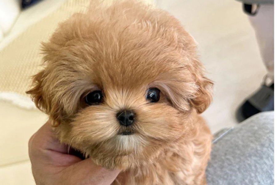MAYA KIZIMIZIN MÜKEMMEL YAVRUSU TOY POODLE 1