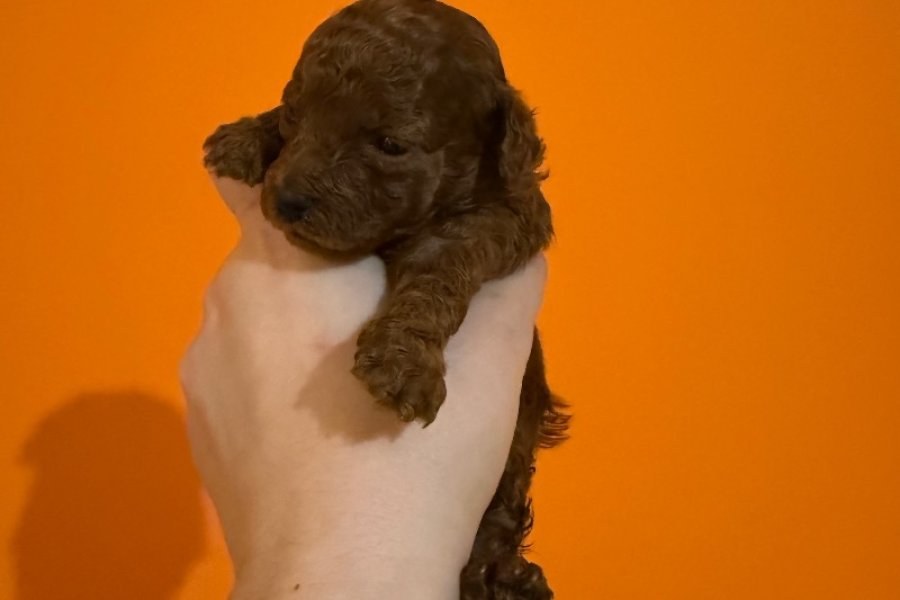 Safkan Toy Poodle Yavrularımız 1