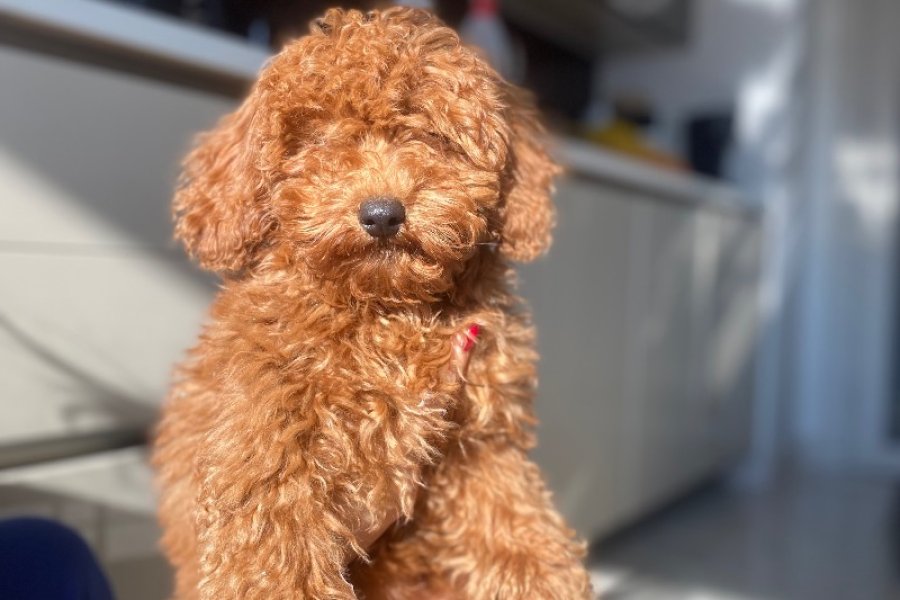 Sevimli Toy Poodle Yavrumuz Sahibini Arıyor 1