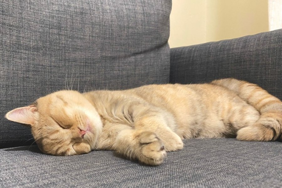 Sevecen British Shorthair Yavrumuz 3