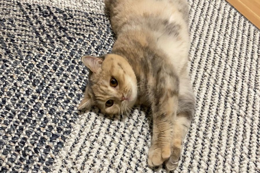 Sevecen British Shorthair Yavrumuz 1