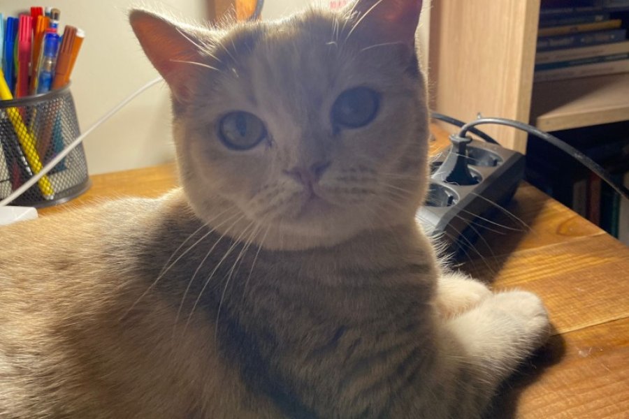 Sevecen British Shorthair Yavrumuz 2