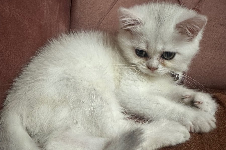 İstanbul çok tatlı kedi almak isteyen iletişime geçebilir 3