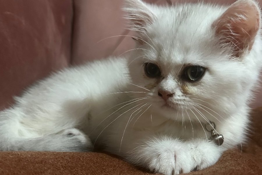 İstanbul çok tatlı kedi almak isteyen iletişime geçebilir 1