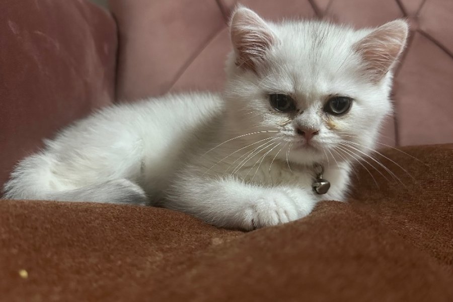 İstanbul çok tatlı kedi almak isteyen iletişime geçebilir 2