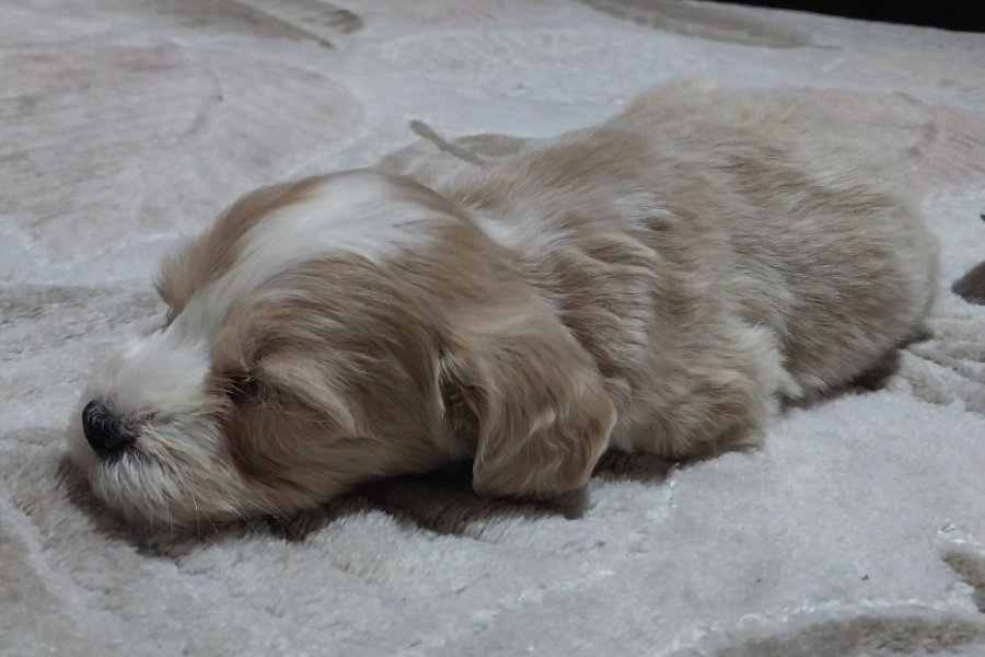 2 aylık maltipoo 1