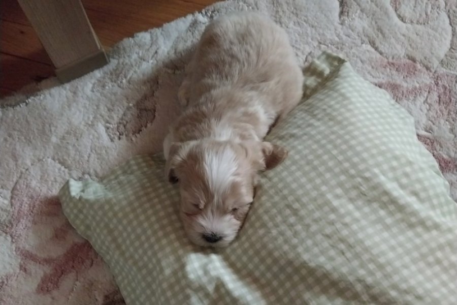2 aylık maltipoo 2