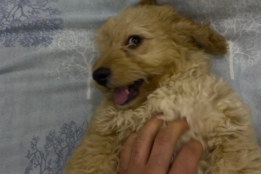3 Aylık Maltipoo Yavru 1