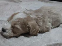 2 aylık maltipoo